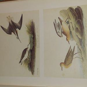 John James Audubon Folio Plate 171/172 Wilson's Phalarope Sandpiper